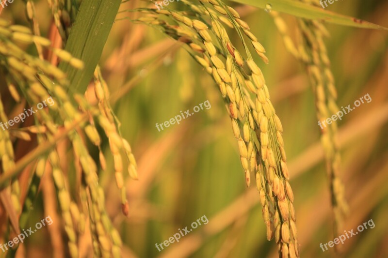 Padi Old Rice Yellow Harvest Natural