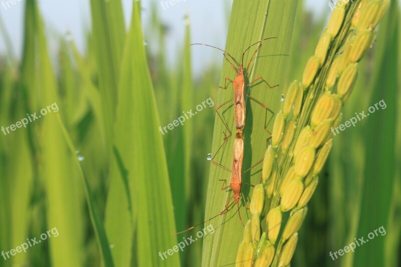 Pest Insects Padi Field Plant