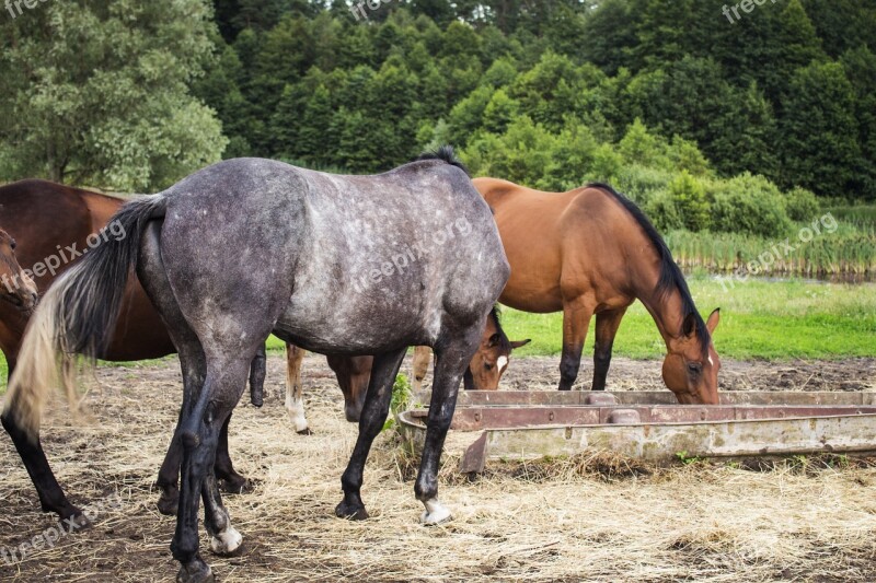 Horses Herd Oats Summer Free Photos