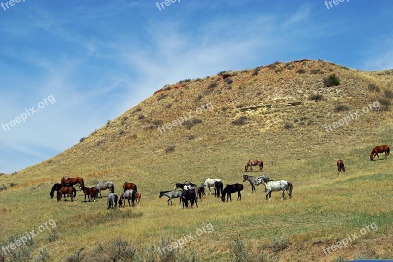 Feral Horse Wild Walking Panorama Landscape