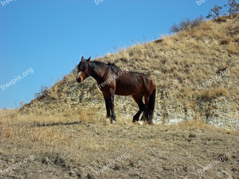 Feral Horse Wild Walking Panorama Landscape