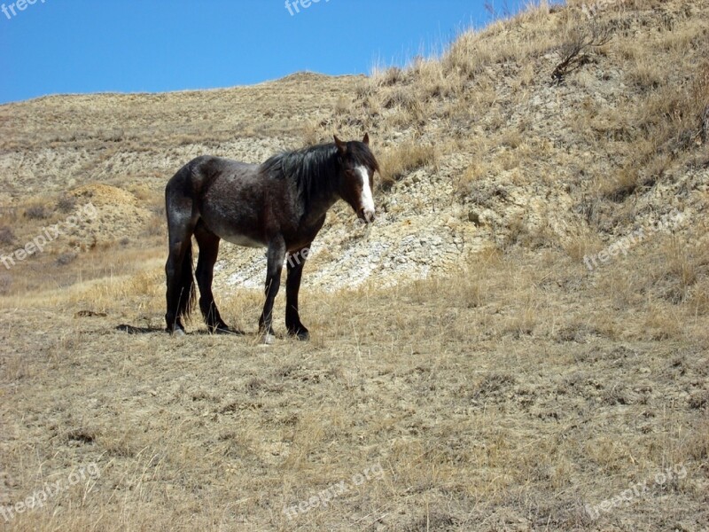 Feral Horse Wild Walking Panorama Landscape