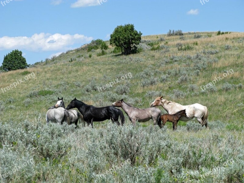 Feral Horses Wild Walking Panorama Landscape