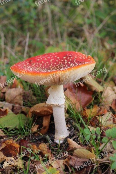 Mushroom Mushrooms Autumn Forest Grass