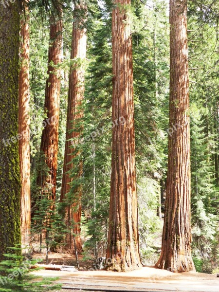 Redwood Trees National Park America