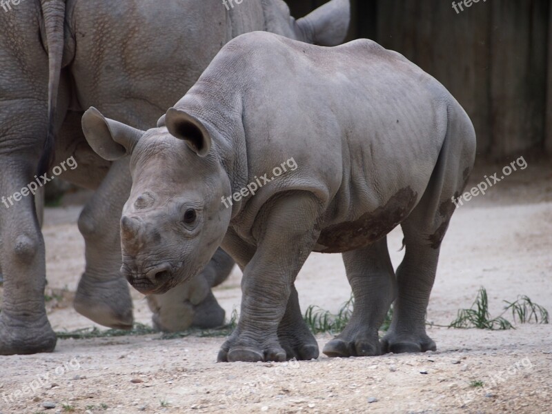 Zoo Zurich Animal Rhino Young