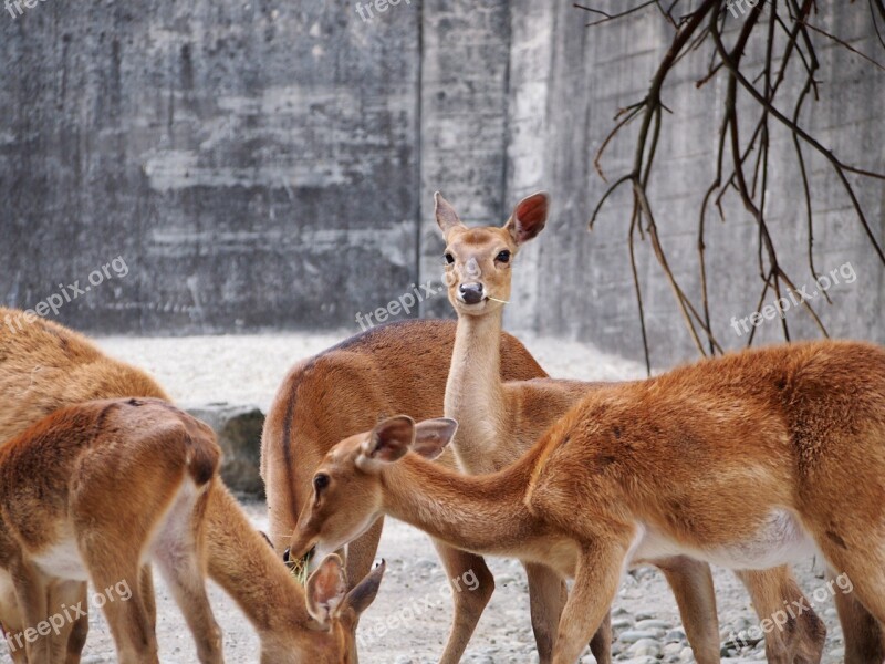 Zoo Zurich Animal Eld's Deer Flock