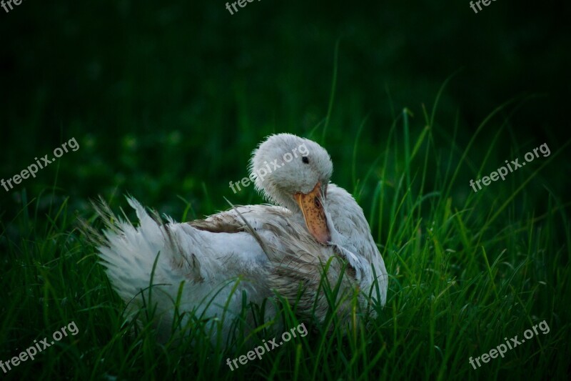 White Duck White Duck Bird Animal