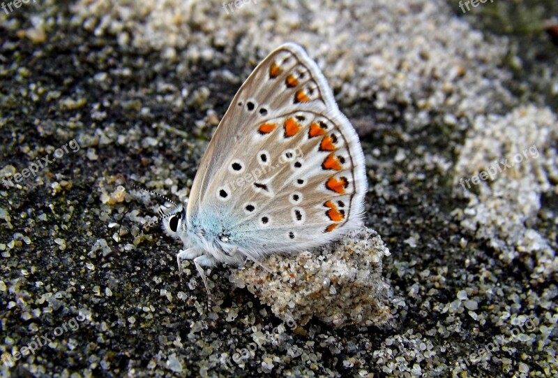 Butterfly Coloring Sand Insecta Free Photos