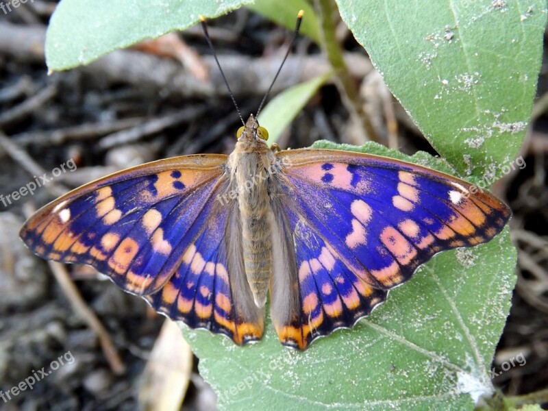 Butterfly Blue Coloring Leaf Insecta