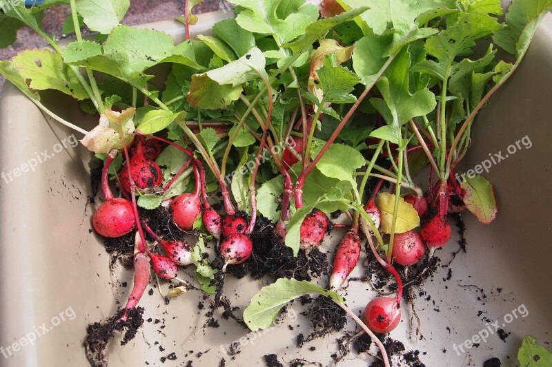 Radish Harvest Kitchen Garden Vegetable Summer