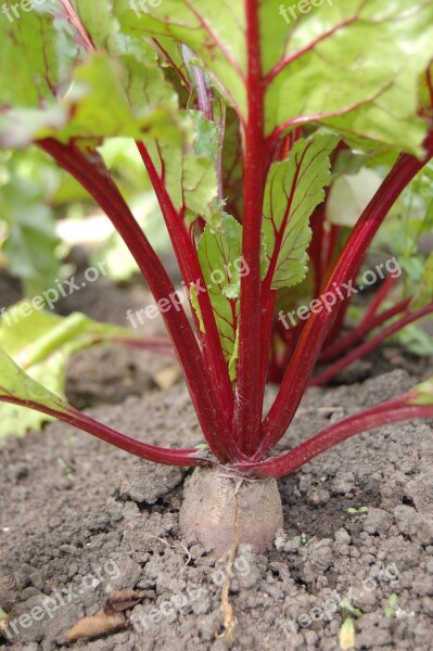 Beet Haulm Vegetable Garden Vegetable Harvest