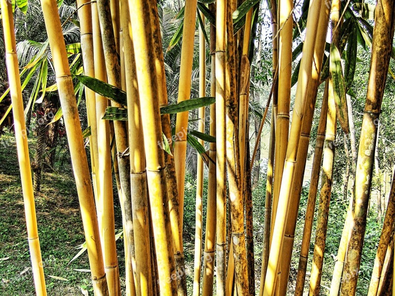 Bamboo Shrub Leaves Green Brown