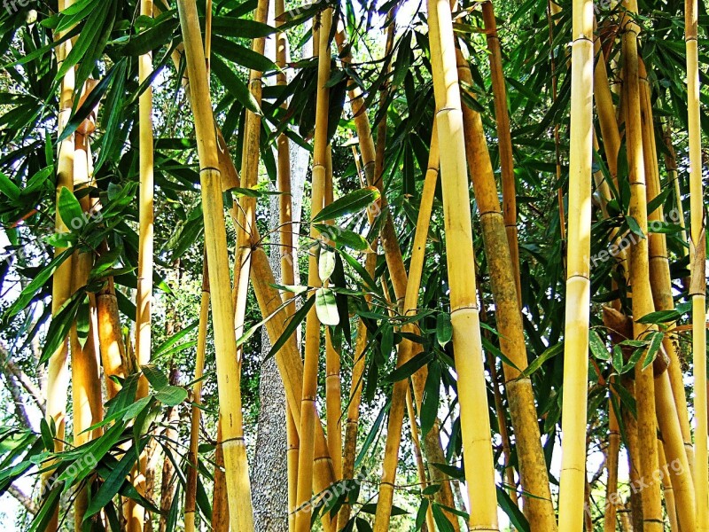 Bamboo Shrub Leaves Green Brown