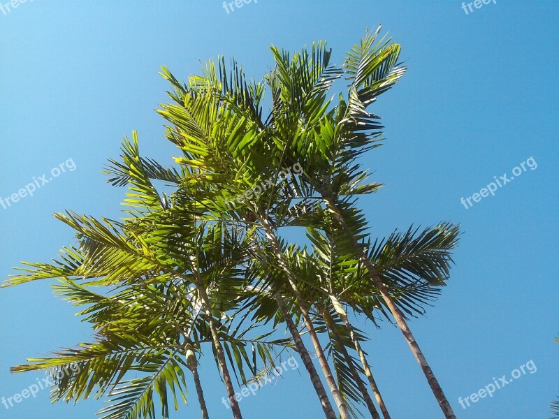 Palm Tree Tropical Blue Sky Free Photos