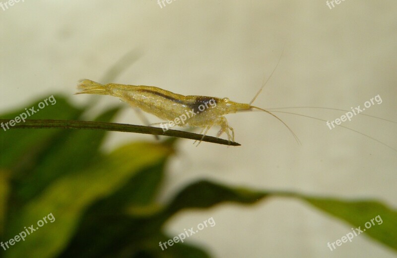 Shrimp Green Aquarium Animal Underwater