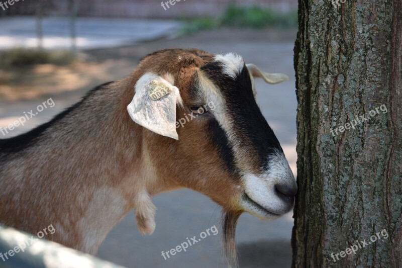 Goat Pittsburgh Zoo Shy Nose On Tree Free Photos