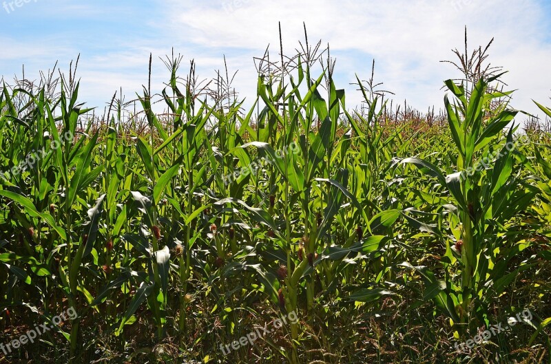 Corn The Cultivation Of Agriculture Plants Nature