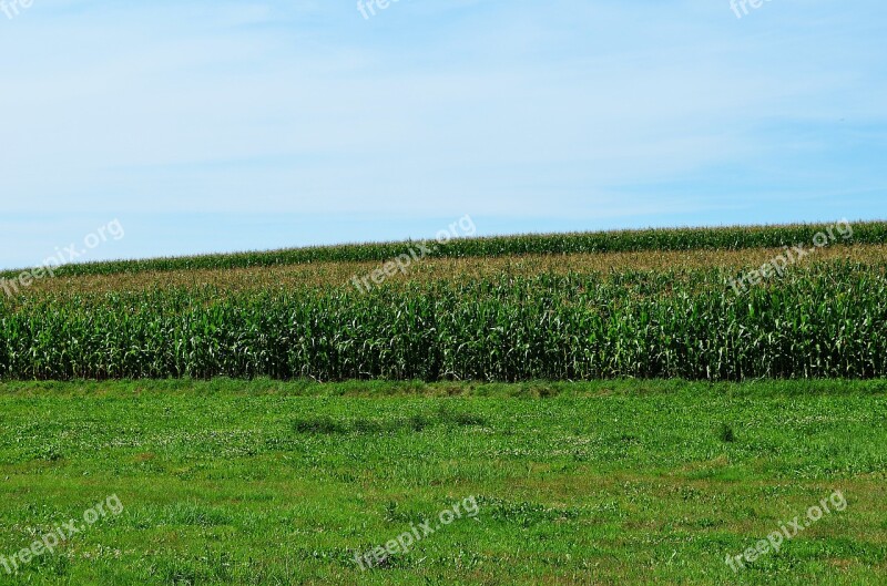 Corn The Cultivation Of Agriculture Plants Nature