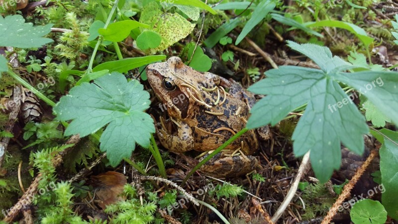 Rana Toad Amphibians Free Photos