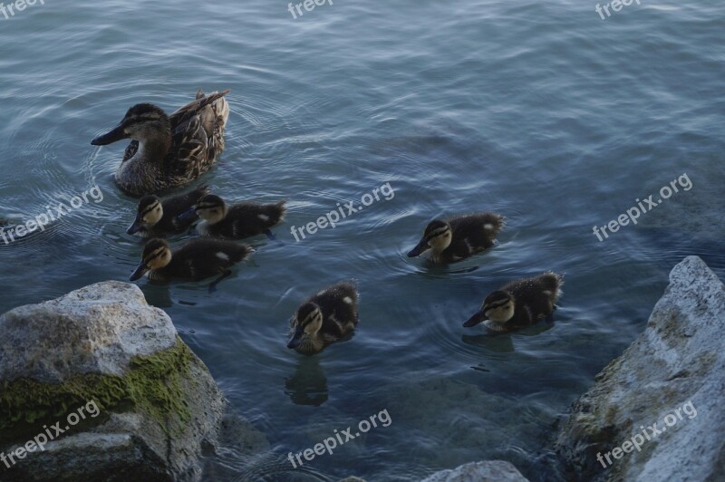 Wild Ducks Family Duckling Lake Lakeside