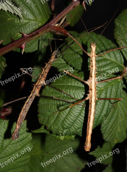 Acanthomenexenus Polyacanthus Insect Stick Insect Walking Stick Ghost Insect