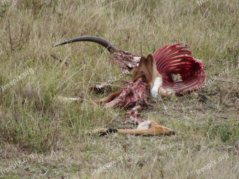 Impala Dead Carcass Animal Mammal