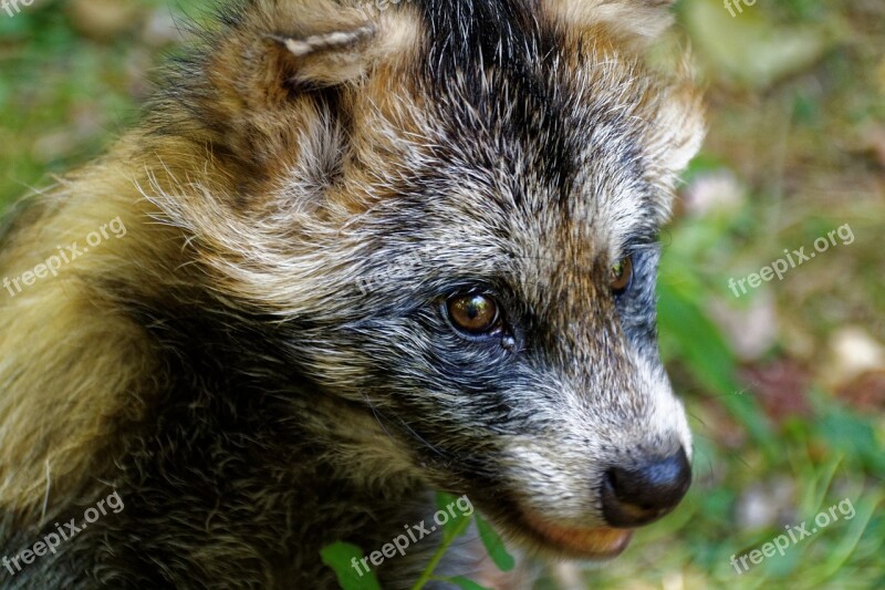 Raccoon Dog Tanuki Enok Fruit Fuchs Fuchs