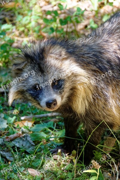 Raccoon Dog Tanuki Enok Fruit Fuchs Fuchs