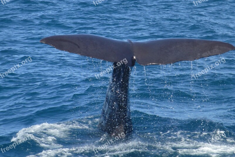 Sperm Whale Fluke Whale Watching Mammal Ocean