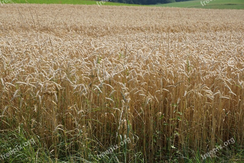 Field Meadow Wheat Harvest Summer