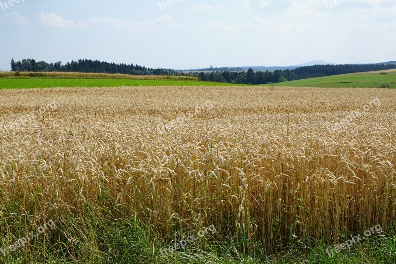 Field Meadow Wheat Harvest Summer