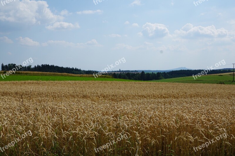 Field Meadow Wheat Harvest Summer