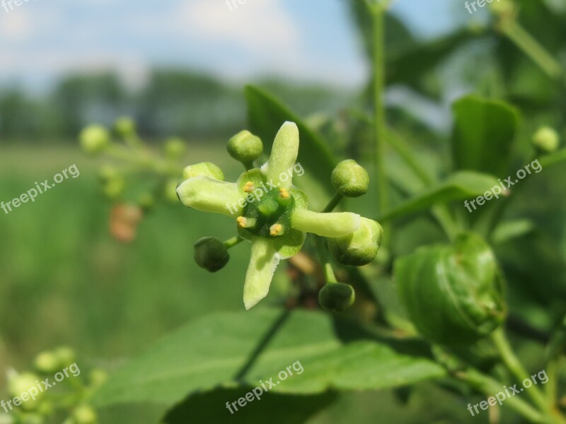 Euonymus Europeaus Spindle European Spindle Common Spindle Inflorescence