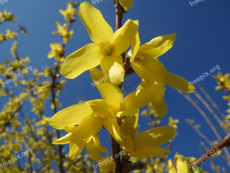 Forsythia Shrub Blossom Macro Inflorescence