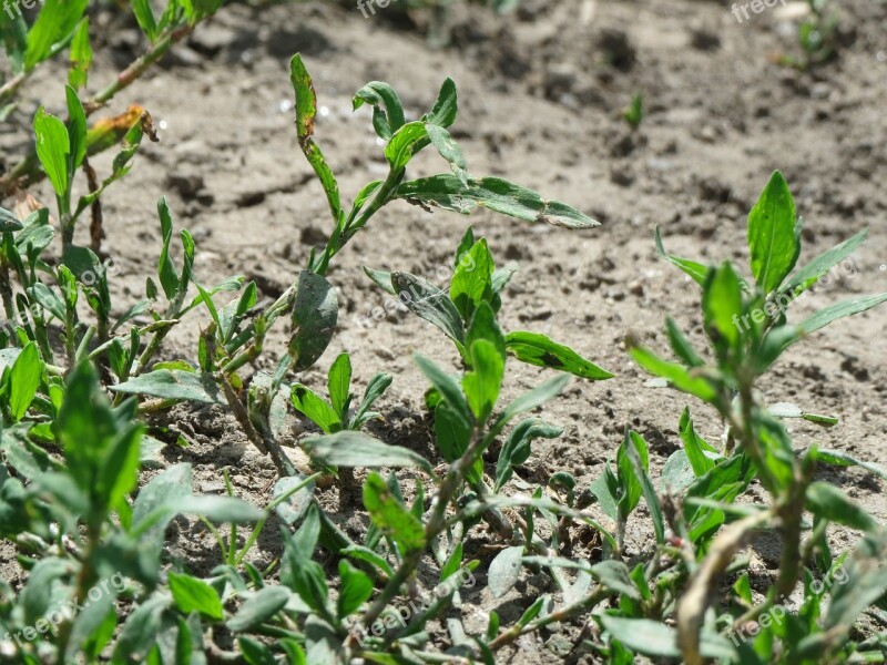 Polygonum Aviculare Common Knotgrass Birdweed Pigweed Lowgrass