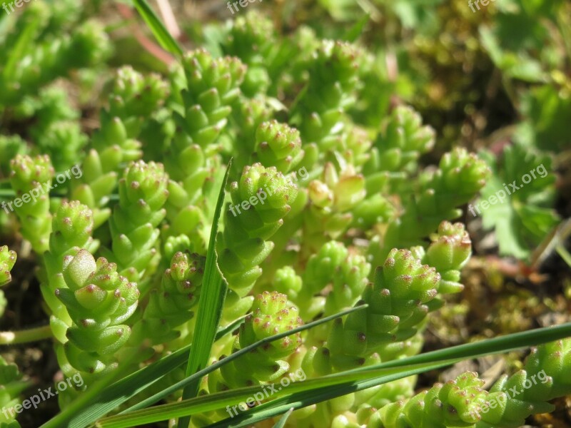 Sedum Acre Goldmoss Stonecrop Mossy Stonecrop Goldmoss Sedum Biting Stonecrop