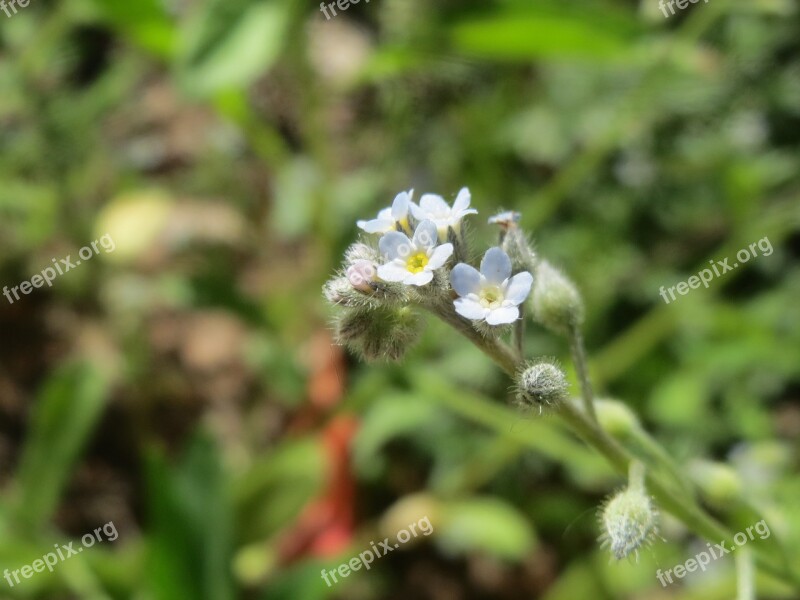 Myosotis Arvensis Field Forget-me-not Wildflower Flora Botany