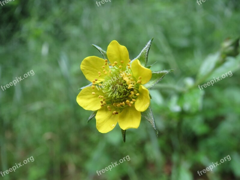 Geum Urbanum Wood Avens Herb Bennet Colewort St Benedict's Herb