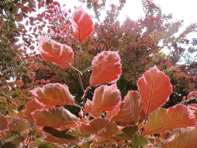 Fagus Sylvatica European Beech Common Beech Leaves Branch