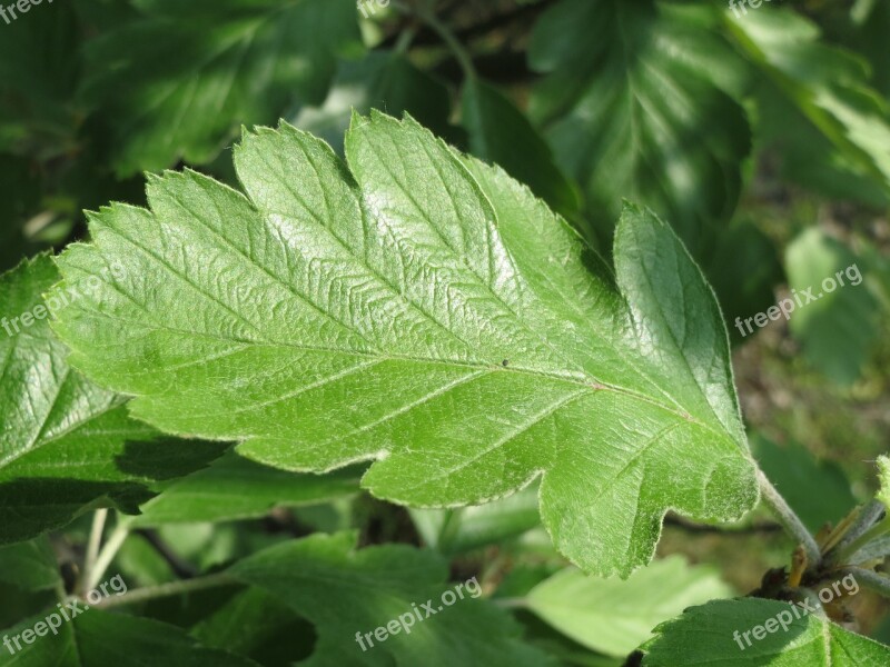 Sorbus Whitebeam Rowan Service Tree Mountain-ash