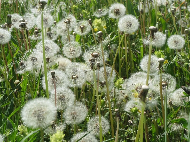 Taraxacum Sect Ruderalia Blowball Dandelion Wildflower Meadow