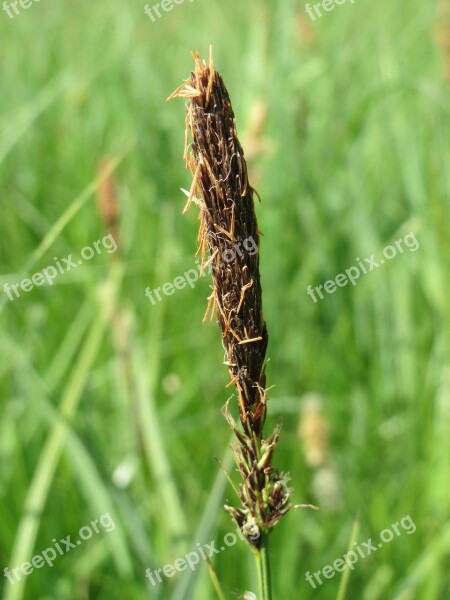 Carex Acutiformis Lesser Pond-sedge Wildflower Inflorescence Flora