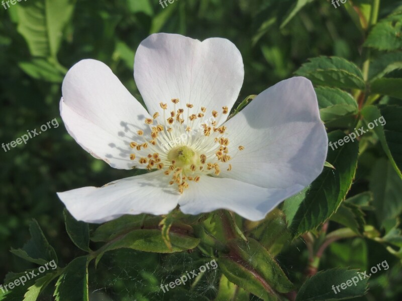 Rosa Canina Dog Rose Blossom Macro Wildflower