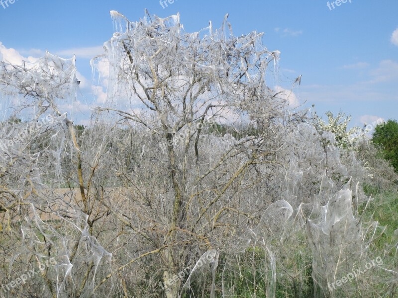 Euonymus Europaeus Yponomeuta Cagnagella Spindle Ermine Insect Flora