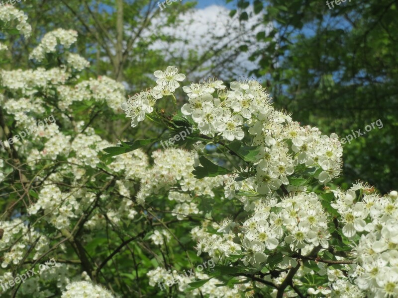 Crataegus Monogyna Common Hawthorn Single-seeded Hawthorn May Mayblossom