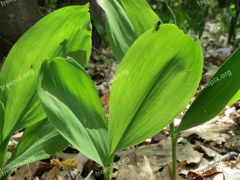 Convallaria Majalis Lily-of-the-valley Lily Of The Valley Wildflower Flora