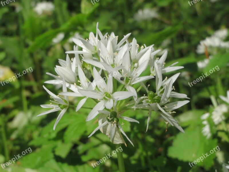 Allium Ursinum Ramsons Buckrams Wild Garlic Broad-leaved Garlic