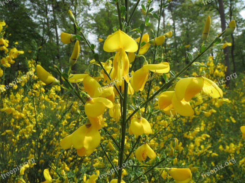 Cytisus Scoparius Common Broom Scotch Broom Wildflower Flora