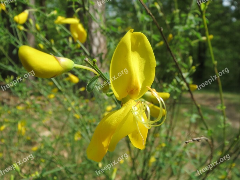 Cytisus Scoparius Common Broom Scotch Broom Wildflower Flora